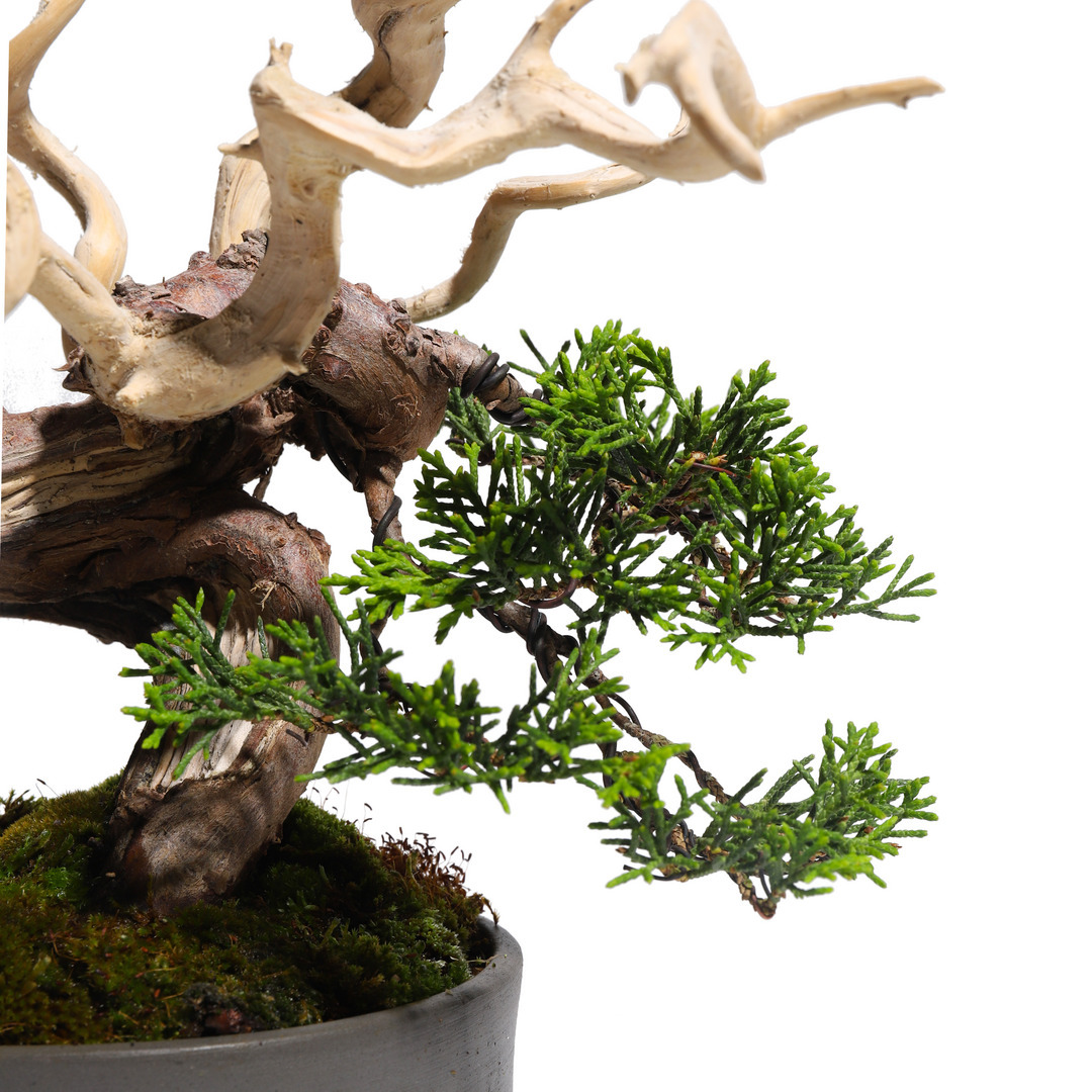 真柏 -Japanese Juniper- （推定樹齢30年）-M0012-｜TRADMAN'S BONSAI